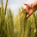 Crédito de Agro